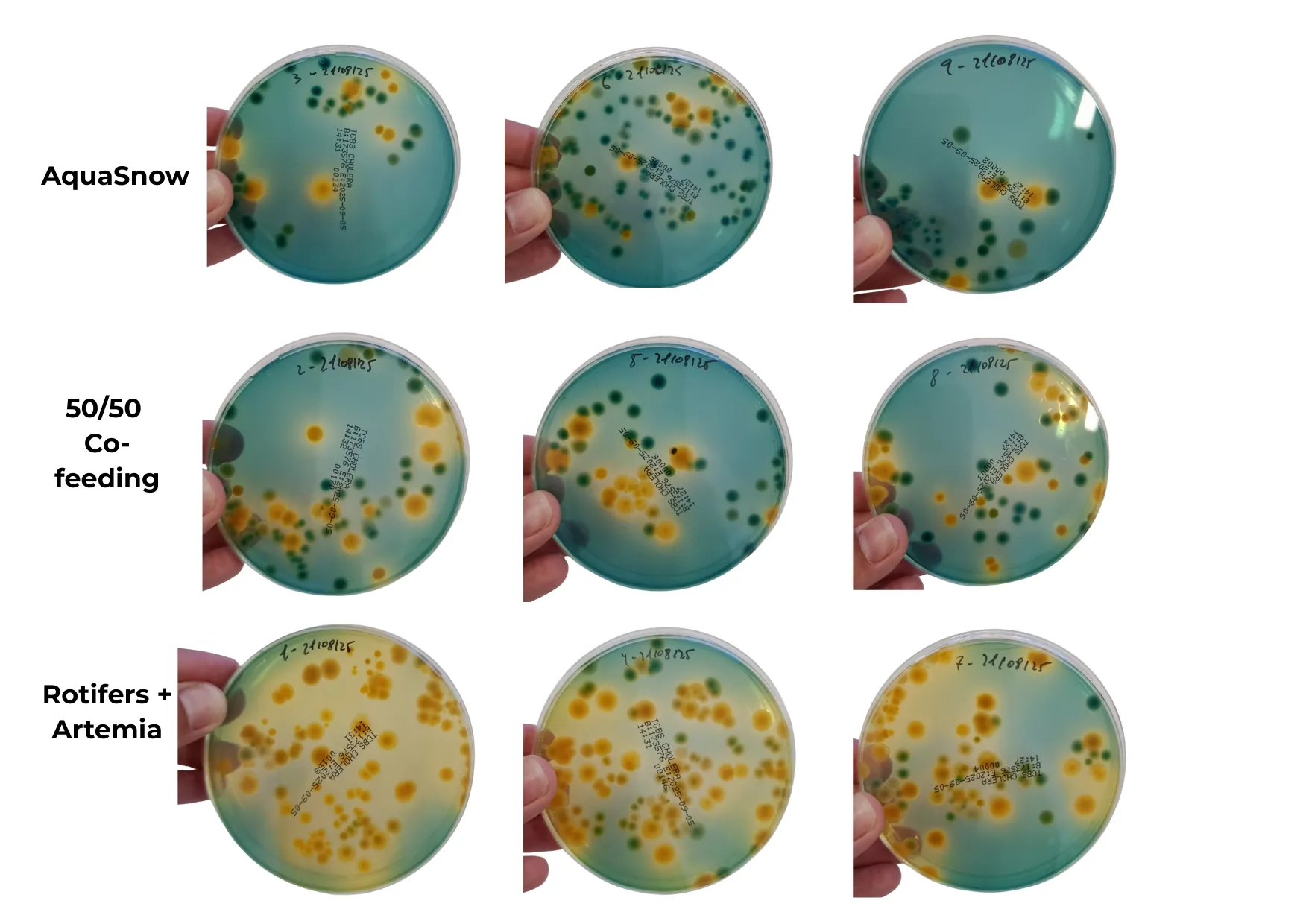 agar plates showing vibrio colonies in yellow
