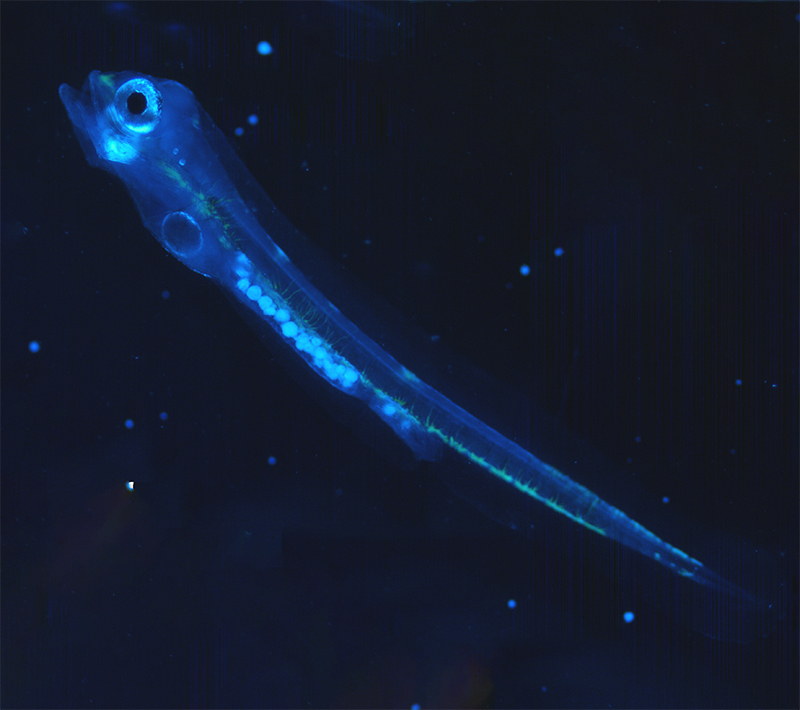 AquaSnow